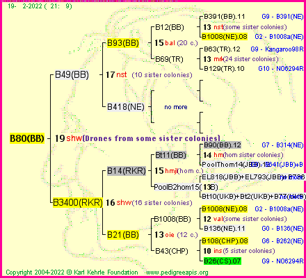 Pedigree of B80(BB) :
four generations presented
it's temporarily unavailable, sorry!