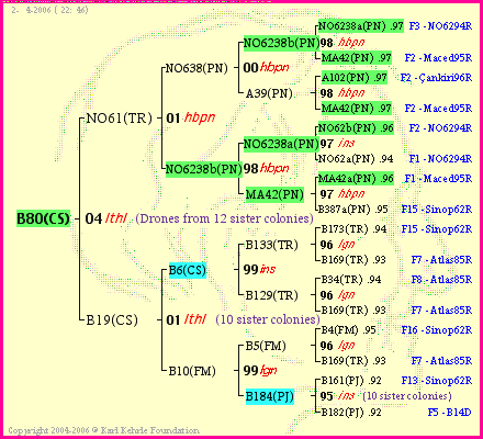 Pedigree of B80(CS) :
four generations presented