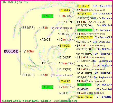 Pedigree of B80(DSJ) :
four generations presented
it's temporarily unavailable, sorry!