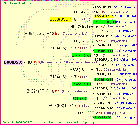 Pedigree of B80(DSU) :
four generations presented
it's temporarily unavailable, sorry!