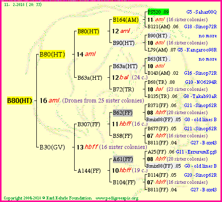 Pedigree of B80(HT) :
four generations presented