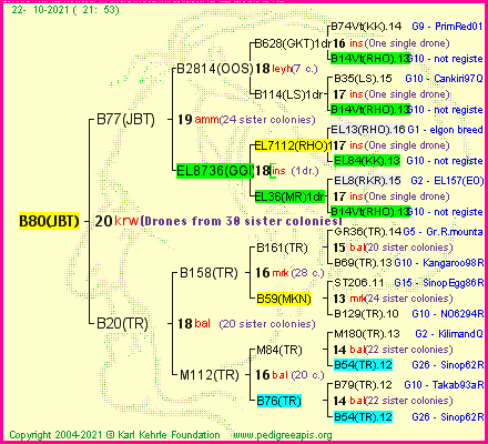 Pedigree of B80(JBT) :
four generations presented
it's temporarily unavailable, sorry!