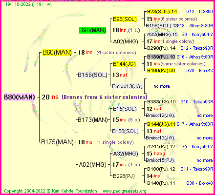 Pedigree of B80(MAN) :
four generations presented
it's temporarily unavailable, sorry!