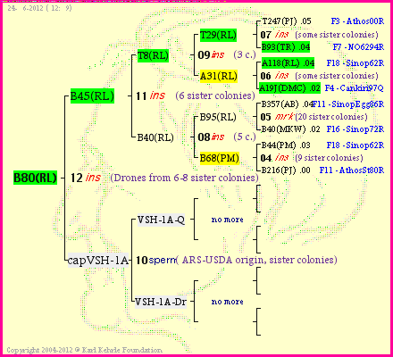 Pedigree of B80(RL) :
four generations presented