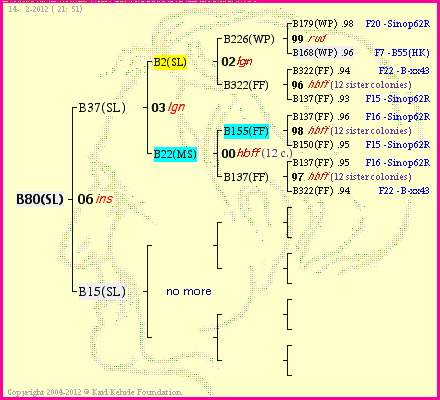 Pedigree of B80(SL) :
four generations presented