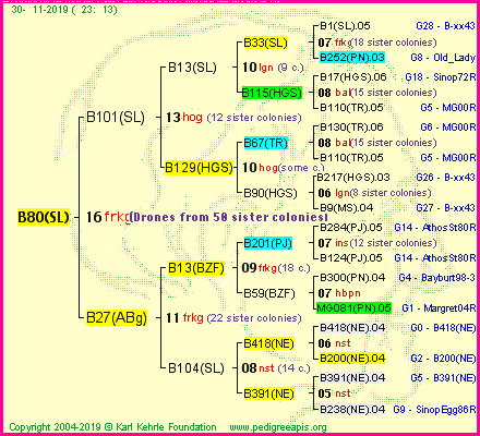 Pedigree of B80(SL) :
four generations presented<br />it's temporarily unavailable, sorry!