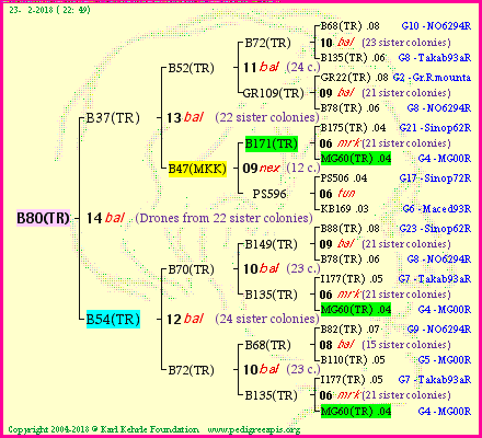 Pedigree of B80(TR) :
four generations presented