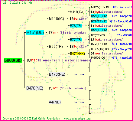 Pedigree of B800(BB) :
four generations presented
it's temporarily unavailable, sorry!