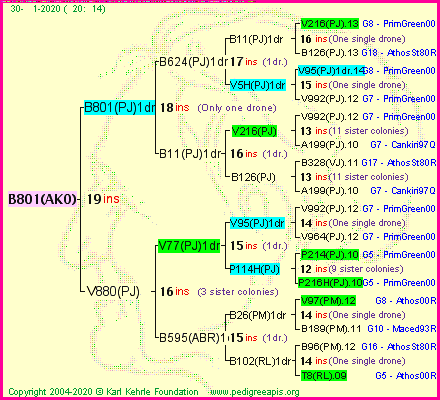 Pedigree of B801(AKO) :
four generations presented
it's temporarily unavailable, sorry!