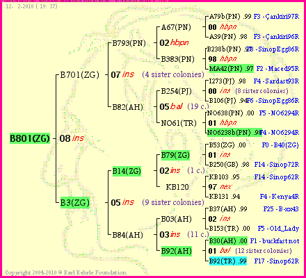 Pedigree of B801(ZG) :
four generations presented