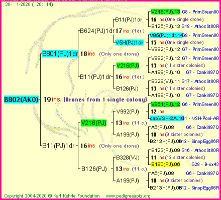 Pedigree of B802(AKO) :
four generations presented<br />it's temporarily unavailable, sorry!