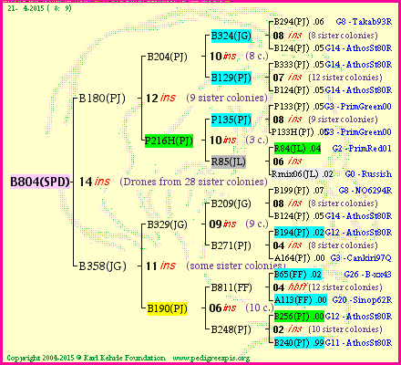 Pedigree of B804(SPD) :
four generations presented