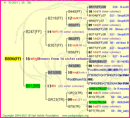 Pedigree of B806(FF) :
four generations presented
it's temporarily unavailable, sorry!