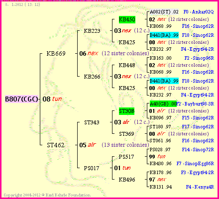 Pedigree of B807(CGC) :
four generations presented