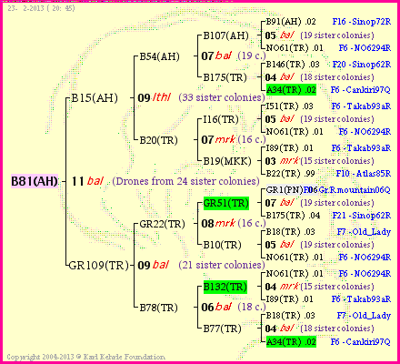 Pedigree of B81(AH) :
four generations presented