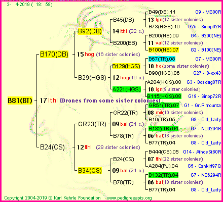 Pedigree of B81(BT) :
four generations presented<br />it's temporarily unavailable, sorry!