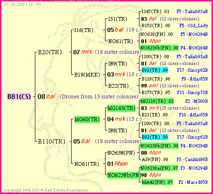 Pedigree of B81(CS) :
four generations presented