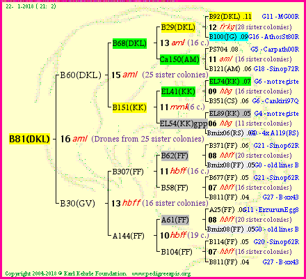 Pedigree of B81(DKL) :
four generations presented