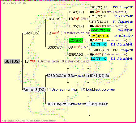 Pedigree of B81(DS) :
four generations presented