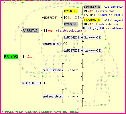 Pedigree of B81(DS) :
four generations presented