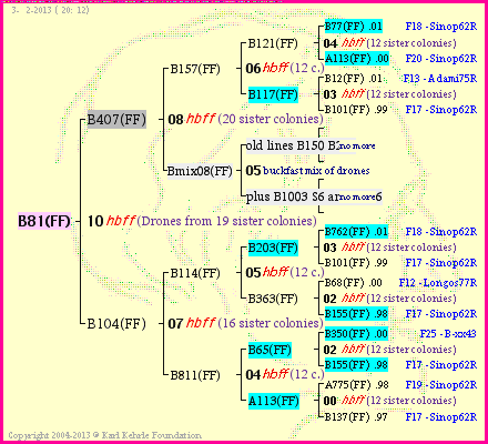 Pedigree of B81(FF) :
four generations presented