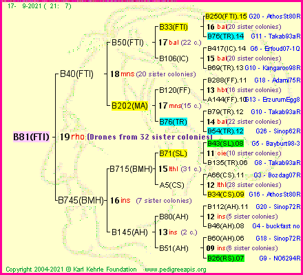 Pedigree of B81(FTI) :
four generations presented
it's temporarily unavailable, sorry!