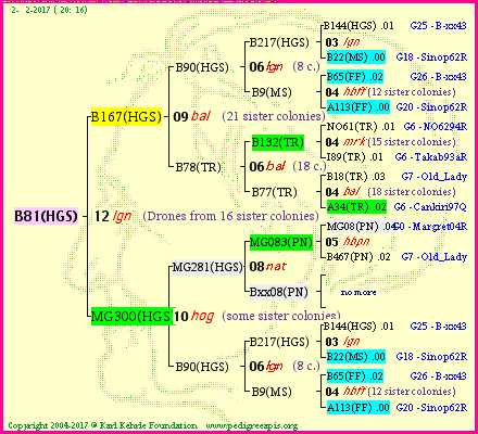 Pedigree of B81(HGS) :
four generations presented