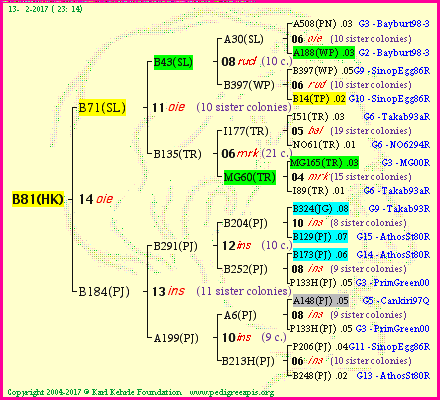 Pedigree of B81(HK) :
four generations presented