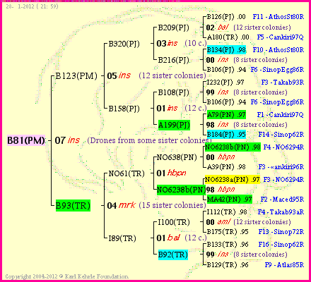 Pedigree of B81(PM) :
four generations presented