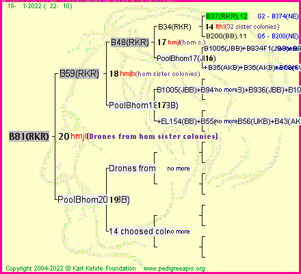 Pedigree of B81(RKR) :
four generations presented
it's temporarily unavailable, sorry!