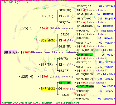 Pedigree of B81(TG) :
four generations presented<br />it's temporarily unavailable, sorry!