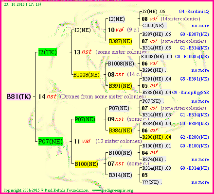 Pedigree of B81(TK) :
four generations presented