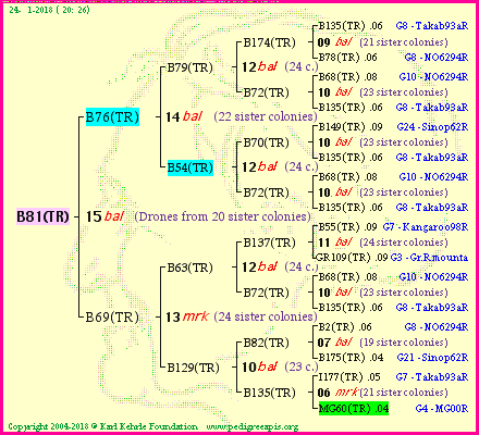 Pedigree of B81(TR) :
four generations presented