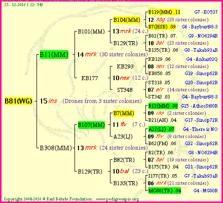 Pedigree of B81(WG) :
four generations presented