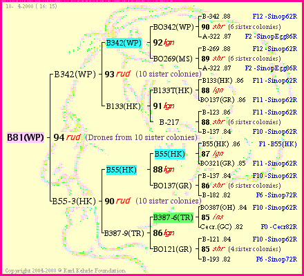 Pedigree of B81(WP) :
four generations presented