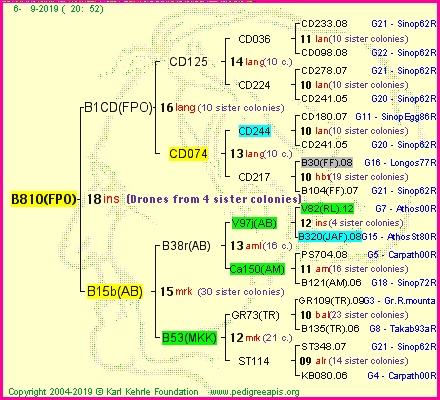 Pedigree of B810(FPO) :
four generations presented<br />it's temporarily unavailable, sorry!