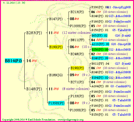 Pedigree of B814(PJ) :
four generations presented