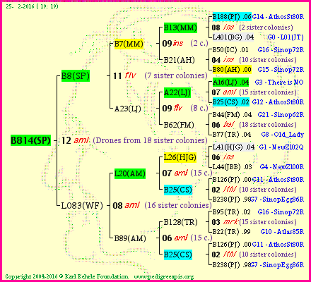 Pedigree of B814(SP) :
four generations presented