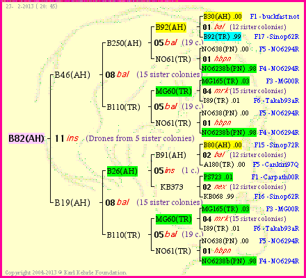 Pedigree of B82(AH) :
four generations presented