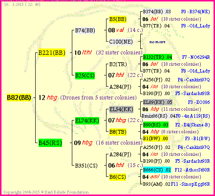 Pedigree of B82(BB) :
four generations presented