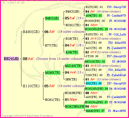 Pedigree of B82(GB) :
four generations presented