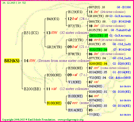 Pedigree of B82(KS) :
four generations presented