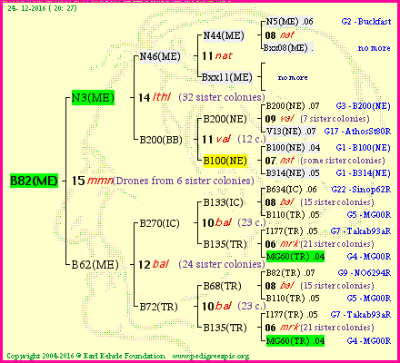 Pedigree of B82(ME) :
four generations presented