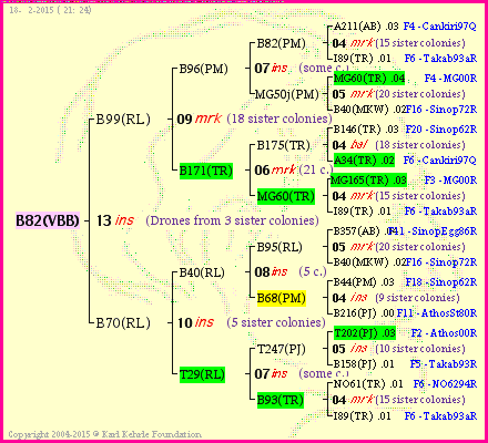 Pedigree of B82(VBB) :
four generations presented