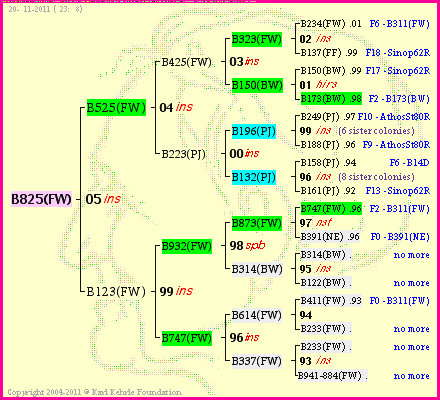 Pedigree of B825(FW) :
four generations presented