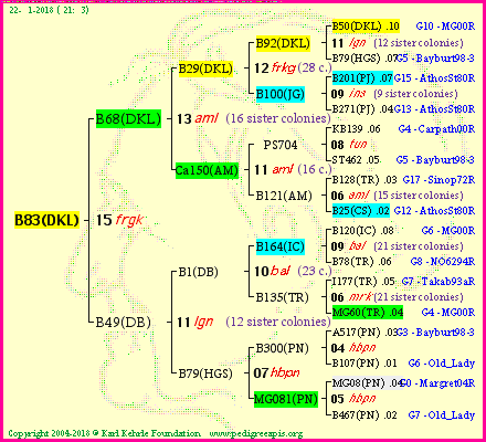 Pedigree of B83(DKL) :
four generations presented