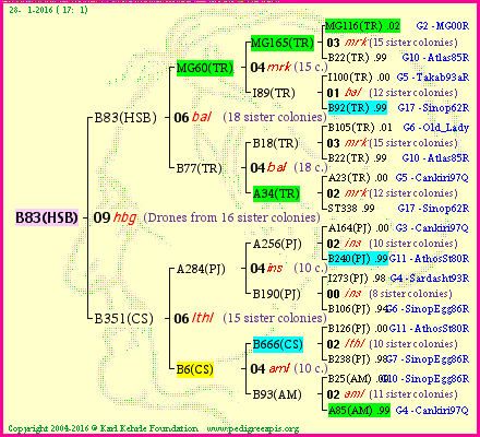 Pedigree of B83(HSB) :
four generations presented