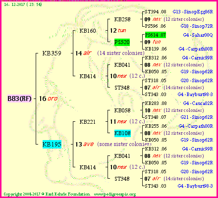 Pedigree of B83(RF) :
four generations presented