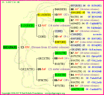 Pedigree of B83(RKR) :
four generations presented