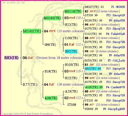 Pedigree of B83(TR) :
four generations presented